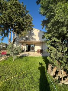 Brin dOlivier en Luberon