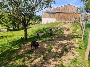 Chalets Tiny House Le Petit Nid du Pre : photos des chambres