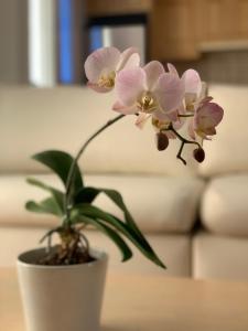 Dafni Athens loft