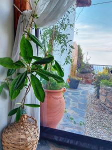 To giataki tou pappou