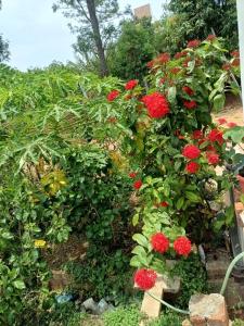 Dwaraka Nature Home Stay