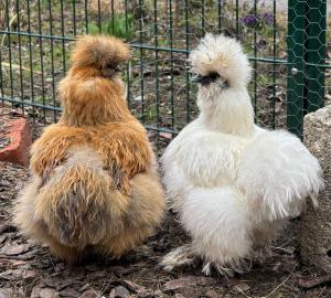 Fuchsbauerhof - Ferienwohnung