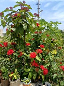 Dwaraka Nature Home Stay