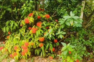 Dwaraka Nature Home Stay