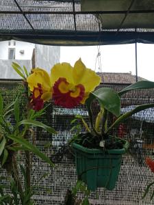 Mbah Oden Homestay Borobudur