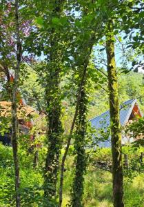 Cottages near Batumi