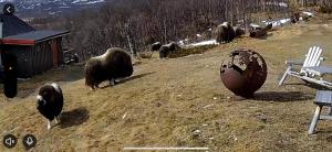 Koselig hytte med uthus på vakre Dovrefjell