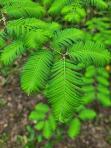 Bukowinka - dom pod lasem