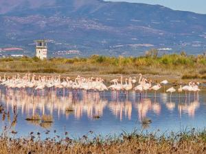 Flamingo View Suites & Villas