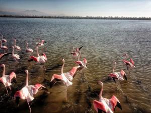 Flamingo View Suites & Villas