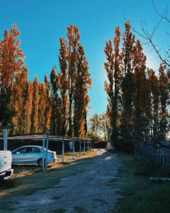 Ciruelos del Sur - San Rafael Mendoza