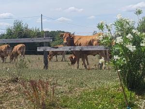 Maisons de vacances Gite Rural au Coeur du Berry avec Terrasse et Chevaux Bienvenus - FR-1-591-733 : photos des chambres