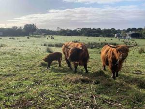 Farm Stay - Apollo Bay Tiny Stays
