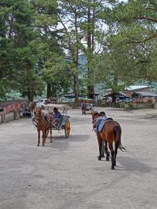 Berastagi Mountain View Homestay & Pizzeria