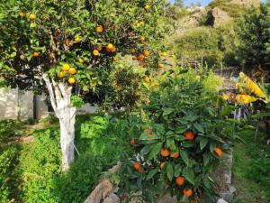 Katerinas garden Apartment 2 - Tertsa Ierapetra