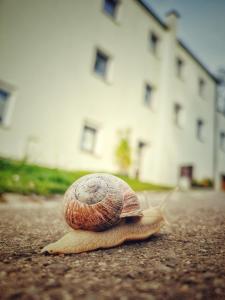 Quartier Apartment - alte Steigerbaude