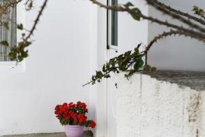 Naxos Kastraki Beauty flat and villa