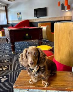 Hotels Royal Ours Blanc Boutique Hotel & Spa : photos des chambres