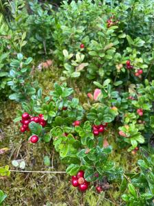 Luxury leisure villa - private beach