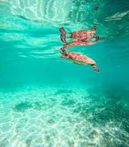 Dive Art Oman