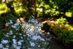 Villa del Sole - Lake Como Garden