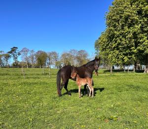 B&B / Chambres d'hotes Chambres Vaugoubert : photos des chambres