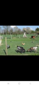 Maisons de vacances Le Belchard : photos des chambres