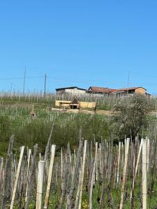 Glamping Altare in the vineyards