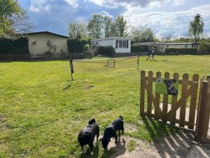 Camping Alkenhaer Appelscha Chalet 111