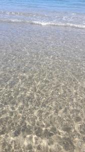 MIRTO E ROSMARINO img42