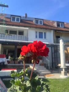 Souterrain-Apartment