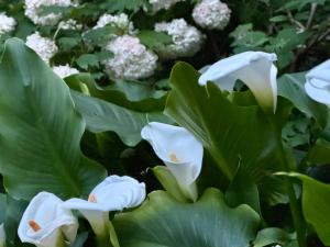 Il podere degli ulivi