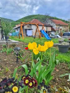 Vila Aleksandra 2 Apartman 10