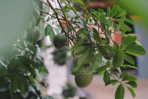 Ninh Binh Sunshine Homestay