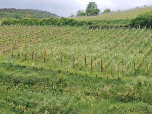 Appartements Maison Rebleuthof Sauna & Fitness : photos des chambres