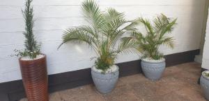 Palm Shade Gigiri