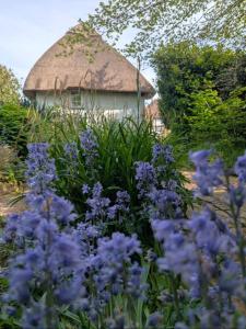 Beautiful Thatched Cottage with Outdoor Pool, Secure Garden, Dog & Family Friendly! Chichester Holiday Properties