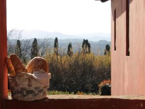 Apartment with large garden and pool on the hills of Pisa