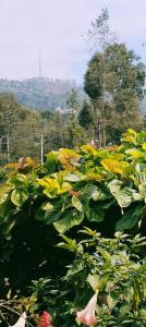 Udaya home stay