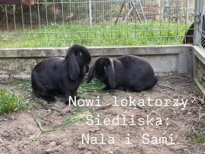 Siedlisko nad Drwęcą z jacuzzi i siłownią