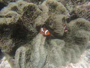 Villa Rosita - Apo Island