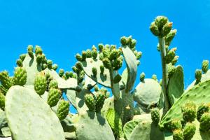 Aqua di Puglia Luxury & Pool - Salento Selection