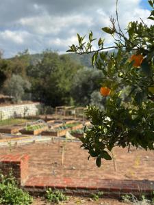 Marmaris Tiny House Olea Gökbel