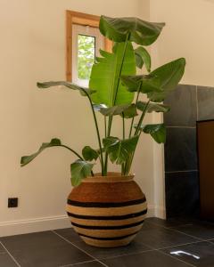 Maison de LHistoire - Fleur de Pivoine