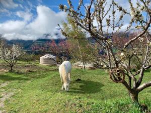 Tentes de luxe Yourte au coeur des Alpes : photos des chambres