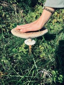 Menulio Misko Nights