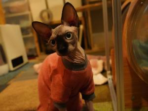 Konyamachi Guest House Kuku