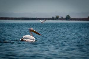 LivingIn Delta - Casa de Vacanta