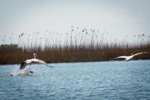 LivingIn Delta - Casa de Vacanta