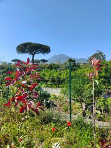 Villa Cola - Vesuvio Garden & Relax
